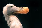 The dodo. Photo by Becky Farmer.